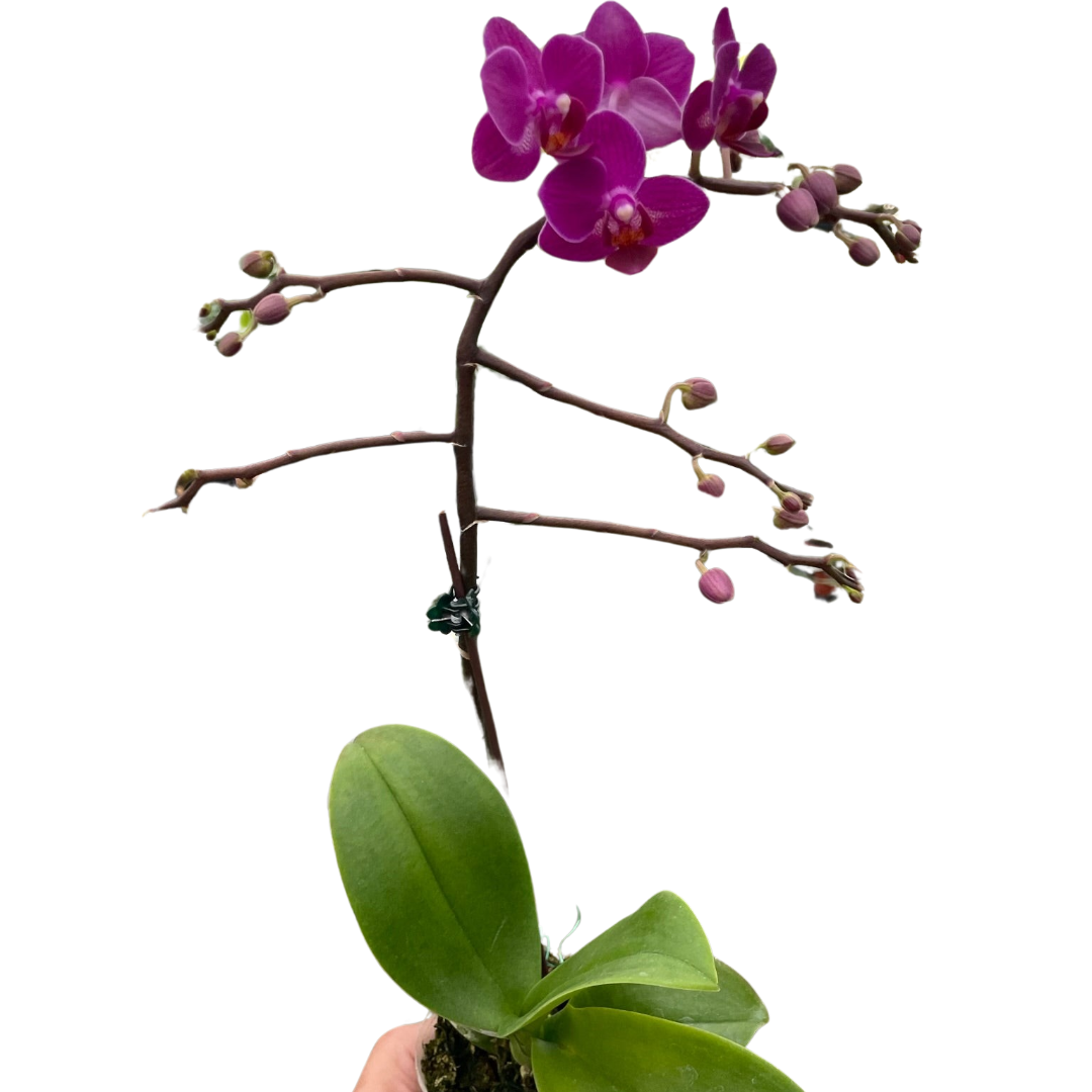 Orchid Purple Fucshia Phalaenopsis