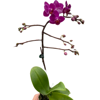 Orchid Purple Fucshia Phalaenopsis
