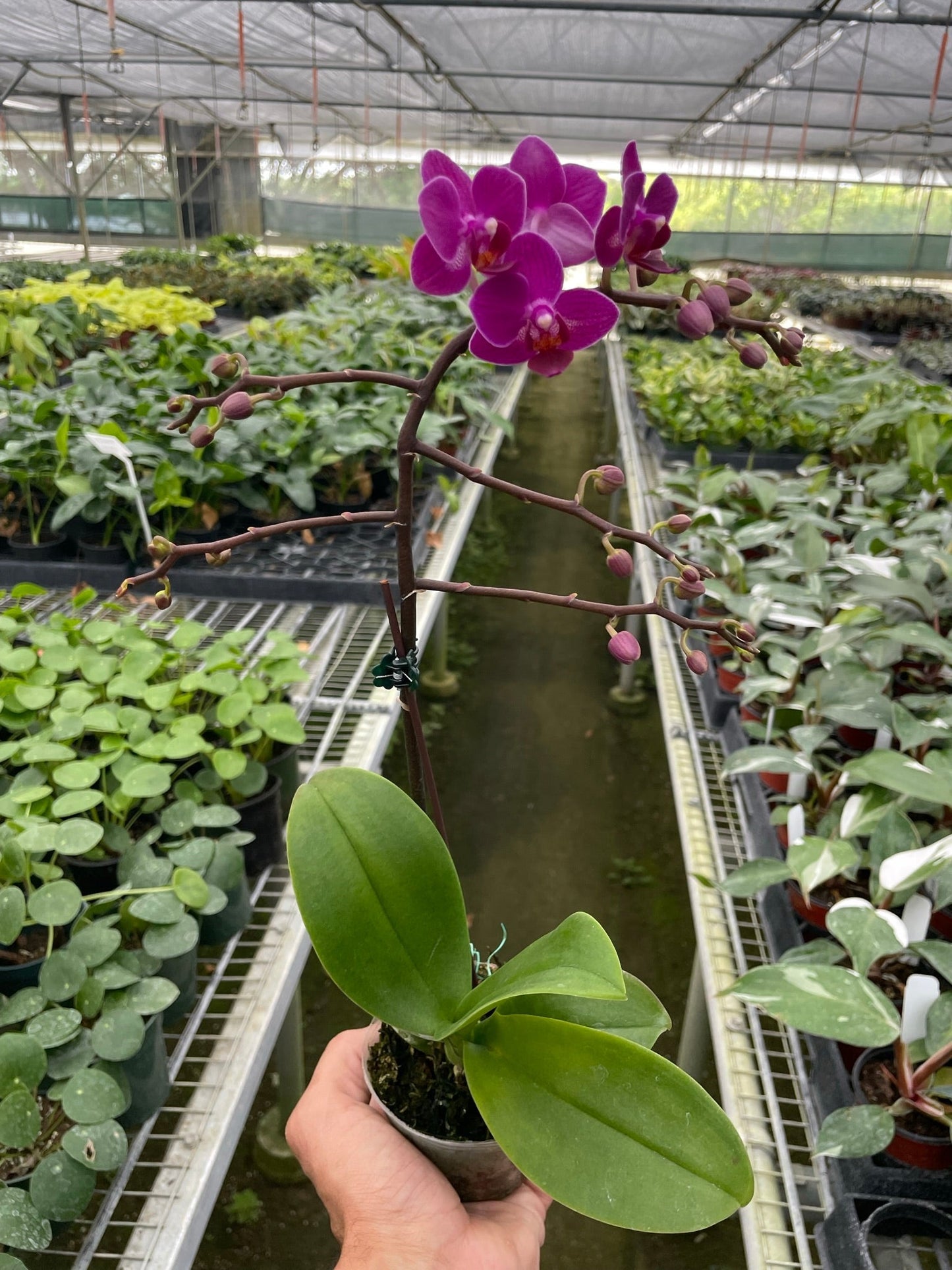 Orchid Purple Fucshia Phalaenopsis