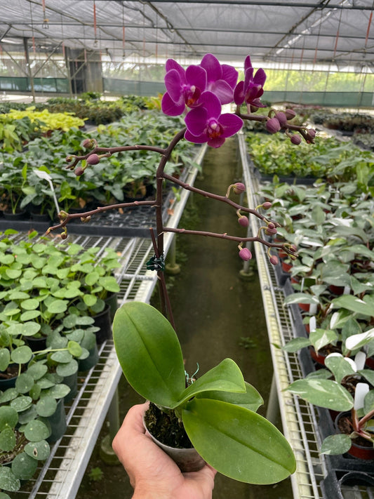Orchid Purple Fucshia Phalaenopsis
