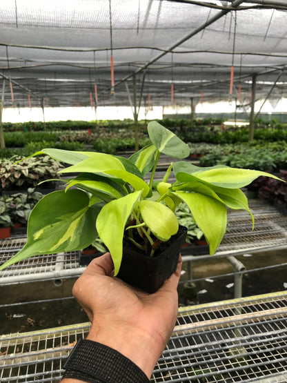 Philodendron Brasil Plant