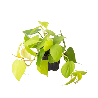 Philodendron Neon