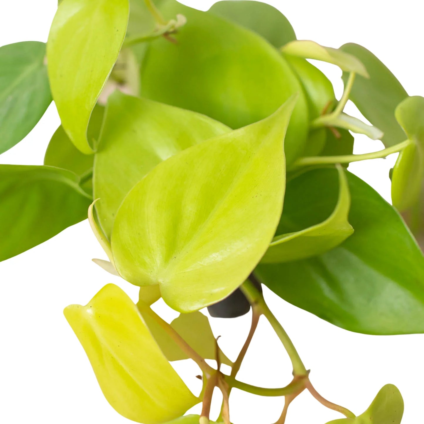 Philodendron Neon