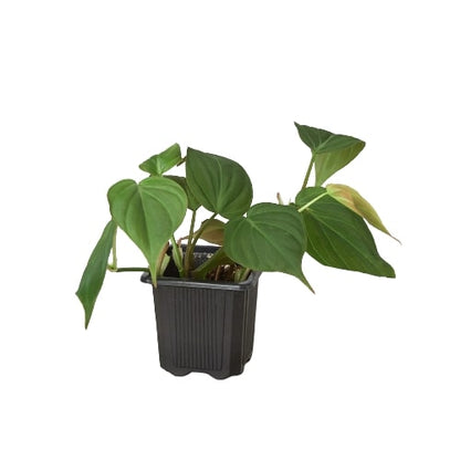 Micans Philodendron Velvet Plant Live House Plant Hanging Indoor Plant Vining Fuzzy Christmas House Plant