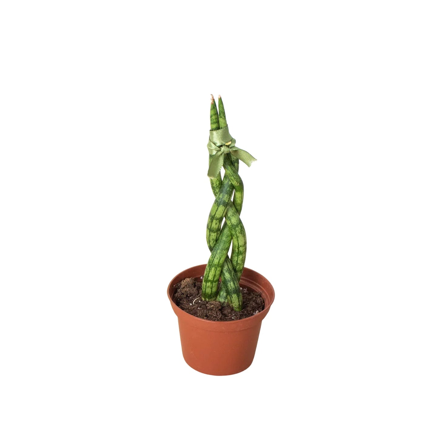 Snake Plant Braided  Plant Live House Plant Low Maintenance Easy Care Low Light Air Purifying Plant Air Cleaning Live Indoor