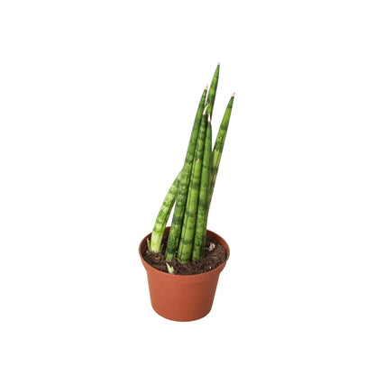 Snake Plant Cylindrica Plant Live House Plant Low Maintenance Easy Care Low Light Air Purifying Plant Air Cleaning Live Indoor