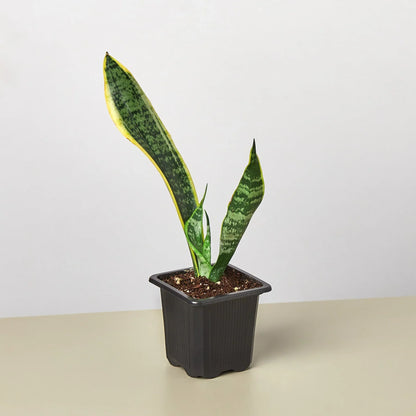 Snake Plant Laurentii Plant Live House Plant Low Maintenance Easy Care Low Light Air Purifying Plant Air Cleaning Live Indoor