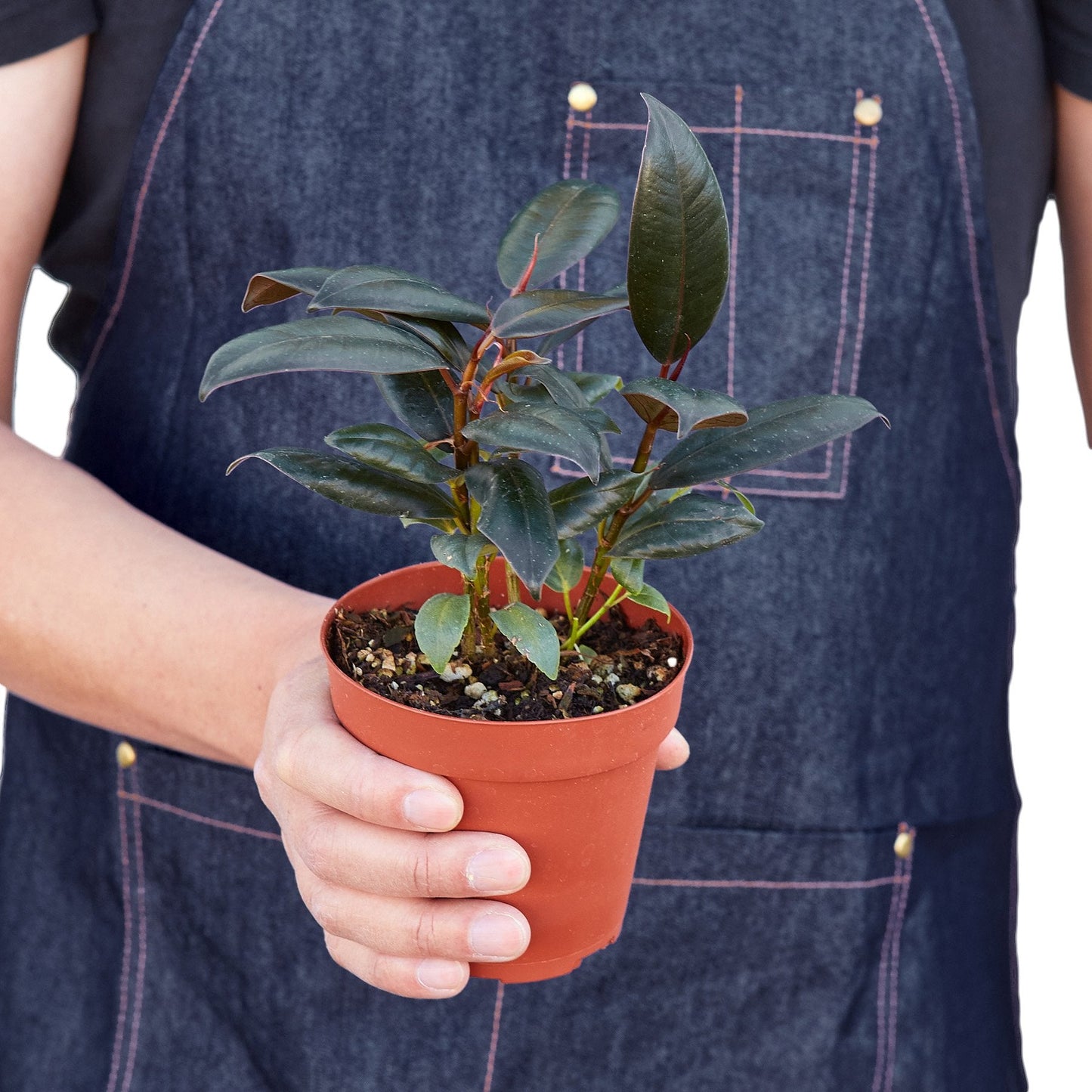 Ficus Elastica Burgundy Plant