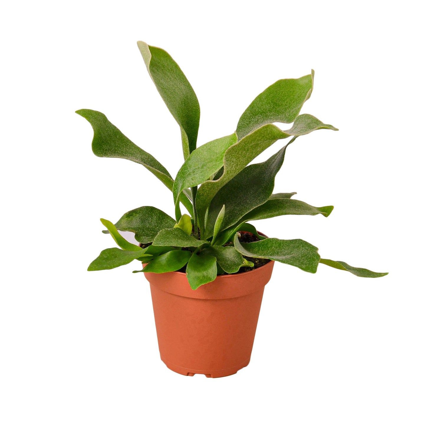 Staghorn Fern Plant Live House Plant Trending Indoor Plant