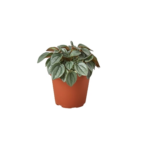 Peperomia Napoli Nights 4" Pot