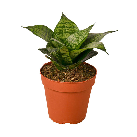 Snake Plant Black Robusta Plant Live House Plant Low Maintenance Easy Care Low Light Air Purifying Plant Air Cleaning Live Indoor