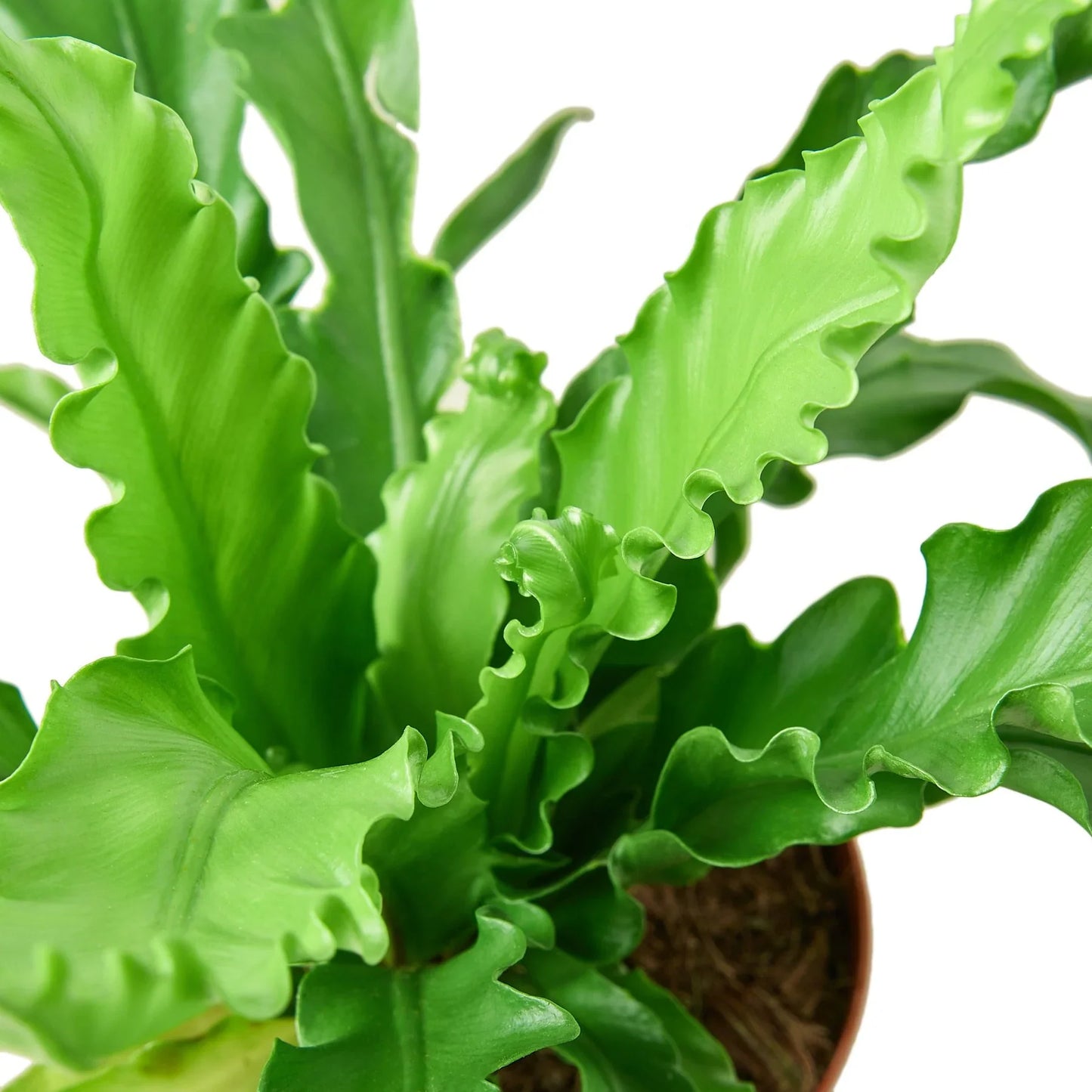 Bird’s Nest Victoria Fern