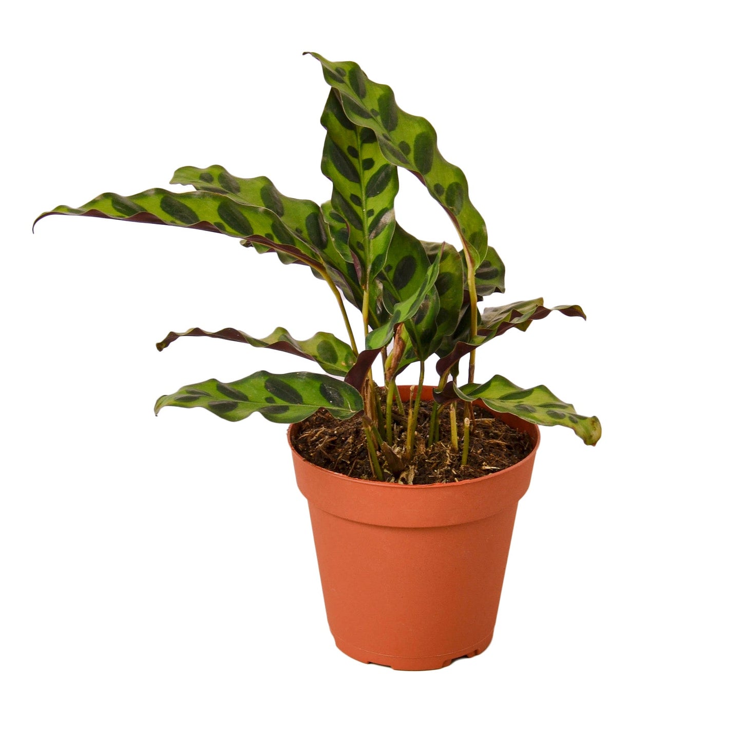 Calathea Lancifolia Rattlesnake