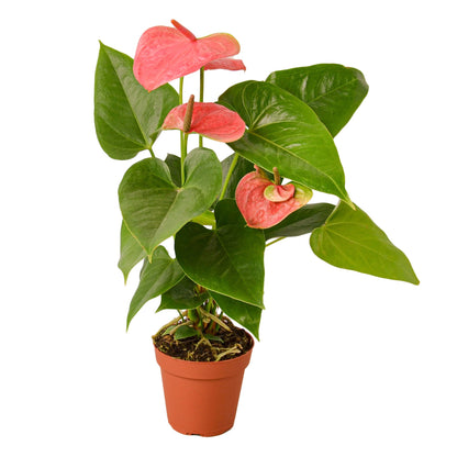 Anthurium Pink Plant Live Anthurium Plant Tropical House Plant Rare Indoor Plant