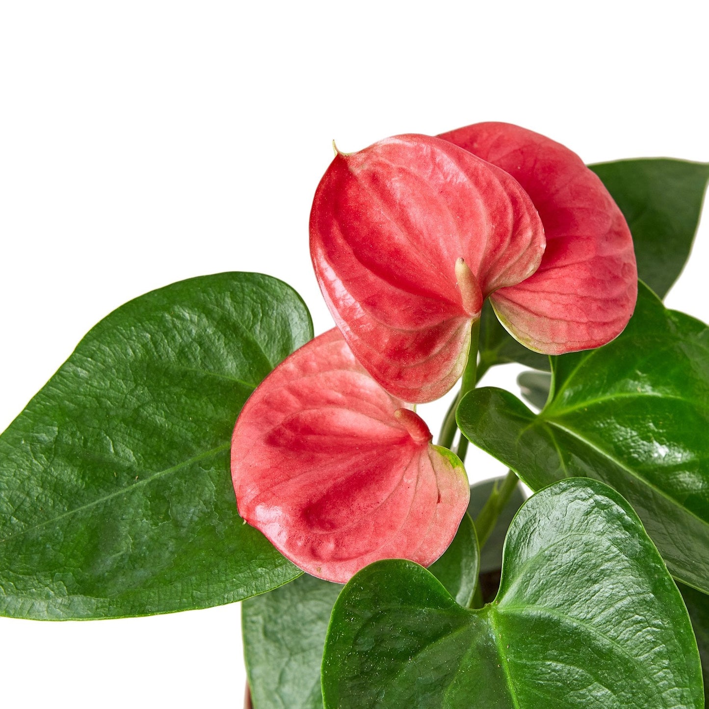 Anthurium Pink Plant Live Anthurium Plant Tropical House Plant Rare Indoor Plant