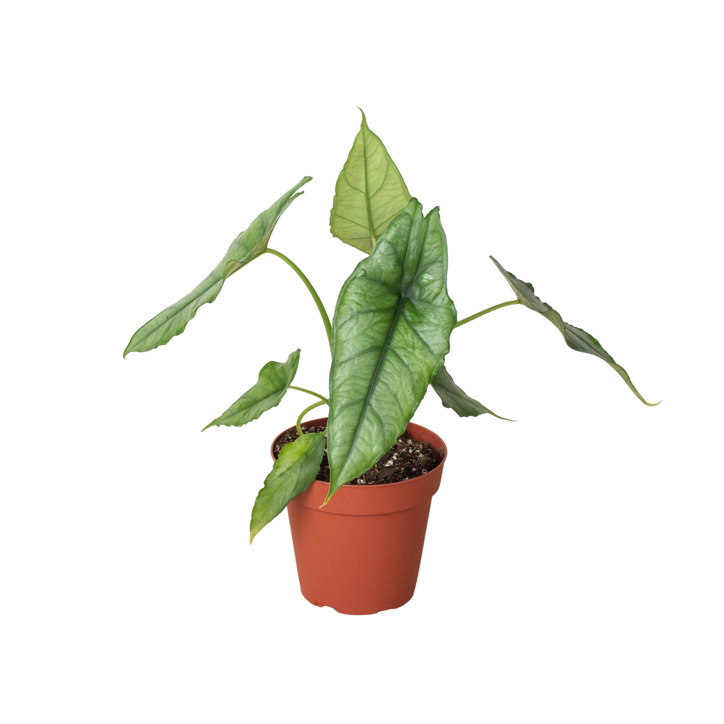 Alocasia Dragons Breath Plant Live House Plant Rare Indoor Plant