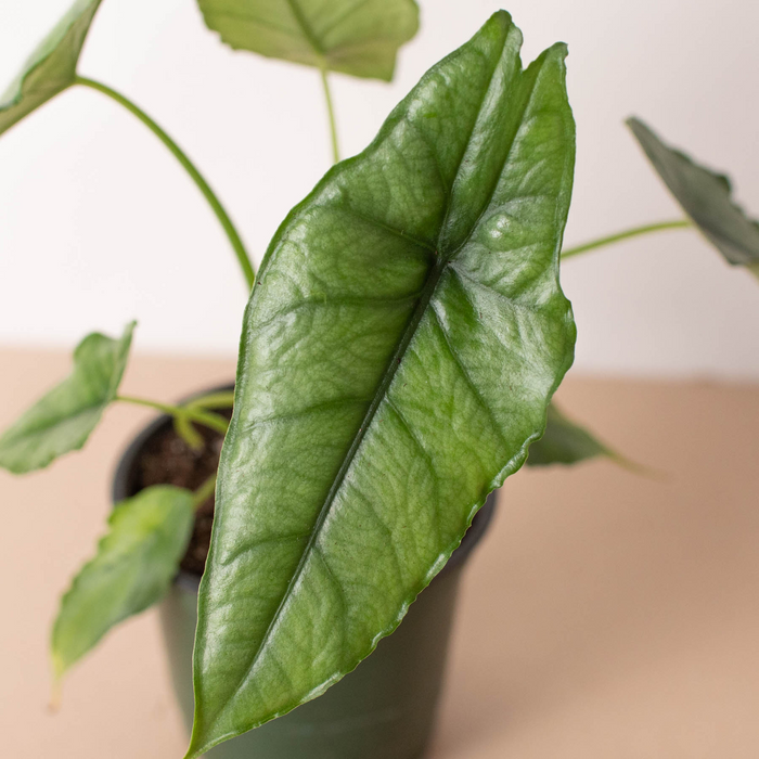 Alocasia Dragons Breath Plant Live House Plant Rare Indoor Plant