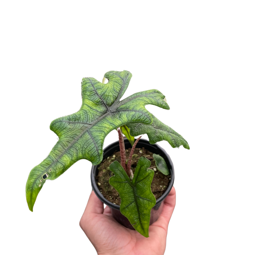 Alocasia Jacklyn Plant