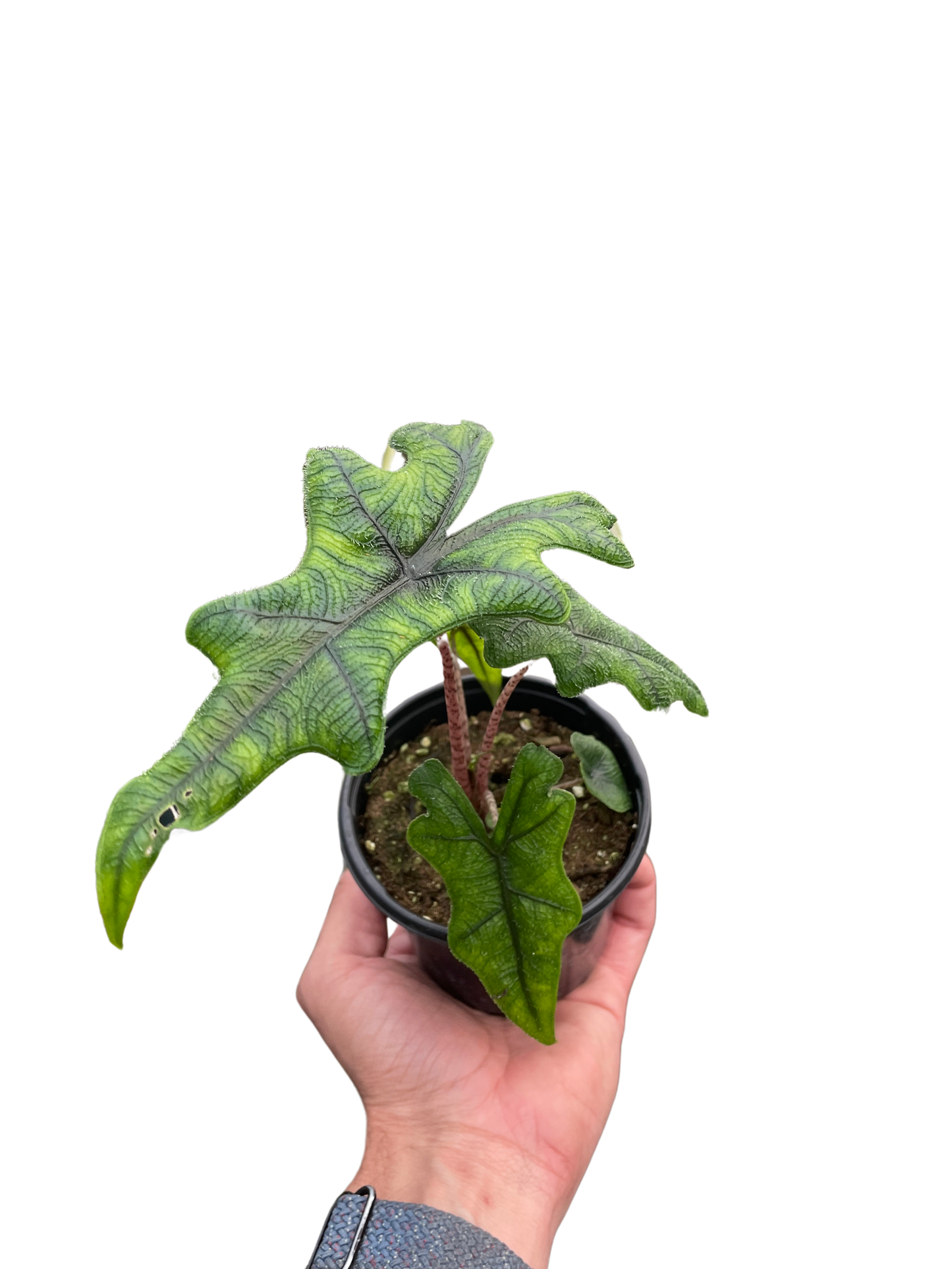 Alocasia Jacklyn Plant