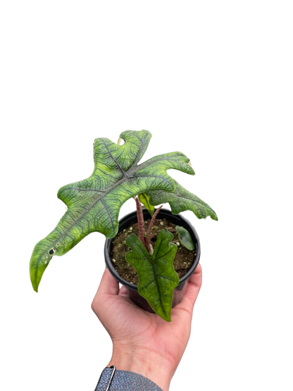 Alocasia Jacklyn Plant