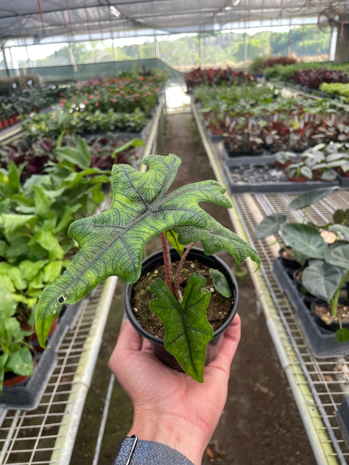 Alocasia Jacklyn Plant