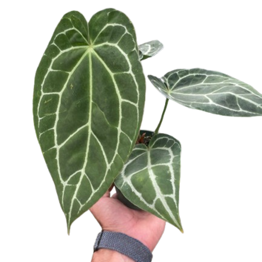 Anthurium Crystallinum Plant Live Anthurium Plant Tropical House Plant Rare Indoor Plant