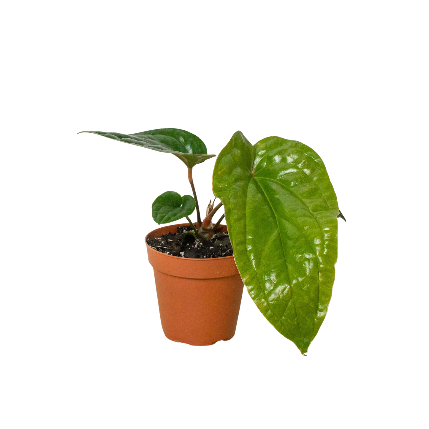 Anthurium Radicans x Luxurians Plant Live Anthurium Plant Tropical House Plant Rare Indoor Plant