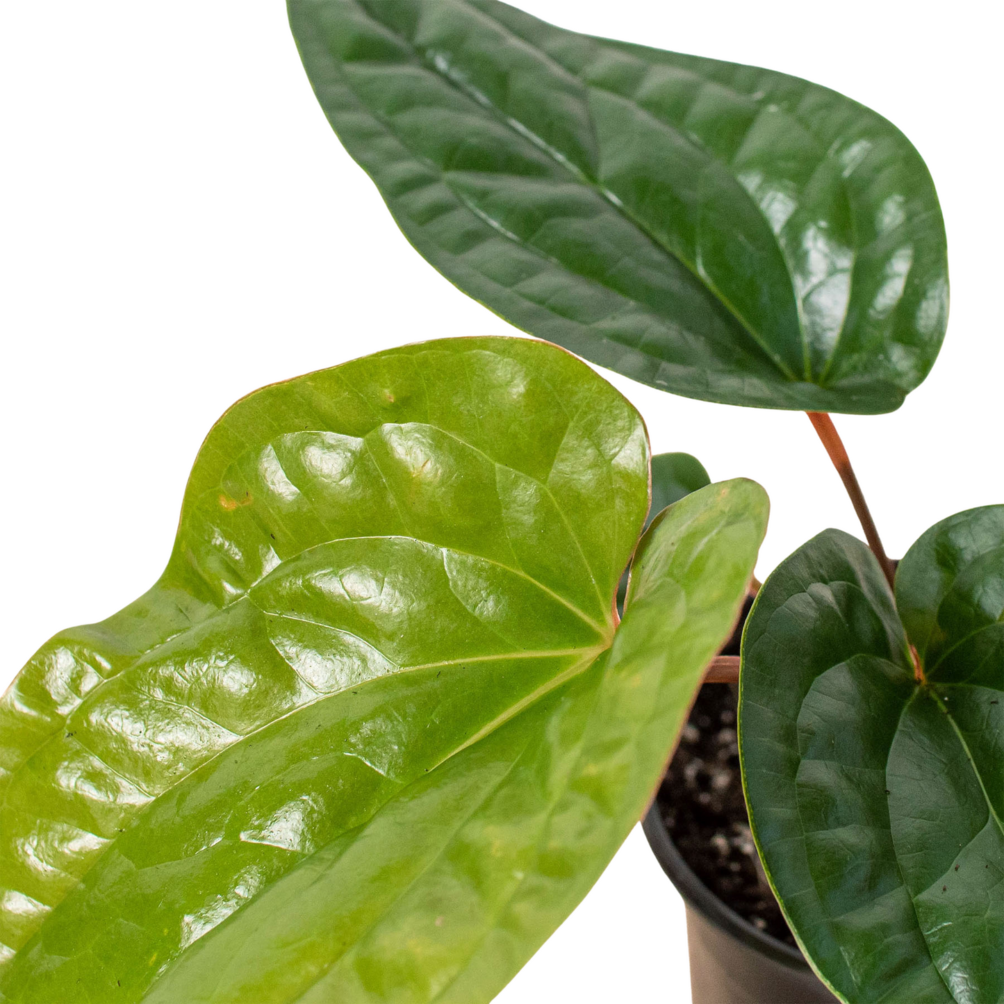 Anthurium Radicans x Luxurians Plant Live Anthurium Plant Tropical House Plant Rare Indoor Plant