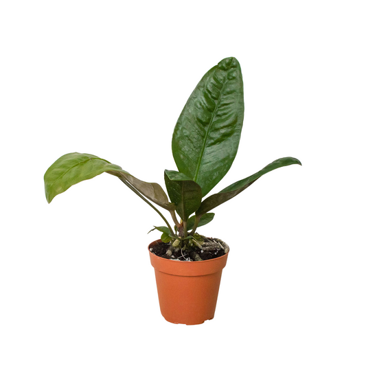 Anthurium Superbum Plant Live Anthurium Plant Tropical House Plant Rare Indoor Plant