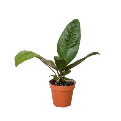 Anthurium Superbum Plant Live Anthurium Plant Tropical House Plant Rare Indoor Plant