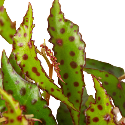 Begonia Pink Spotted