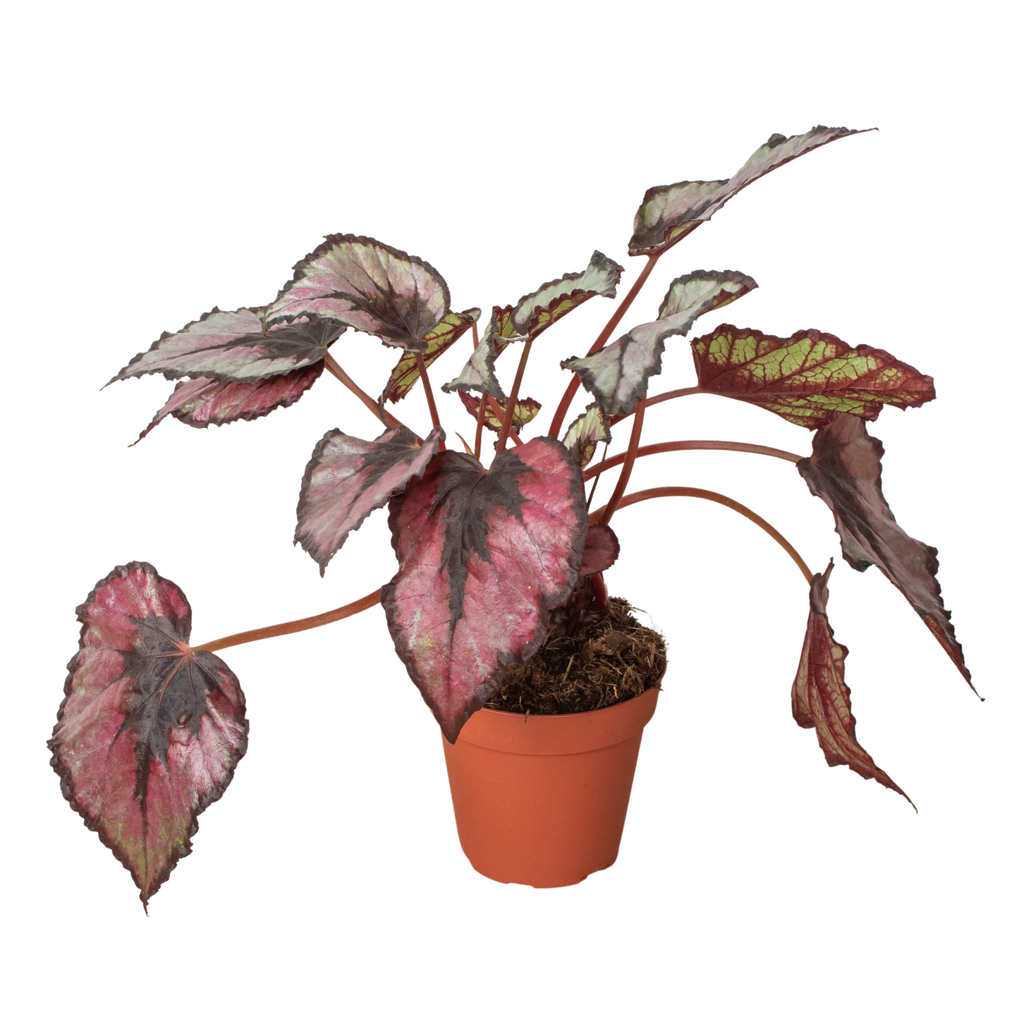 Begonia Rex Plant Live House Plant Rex Begonia