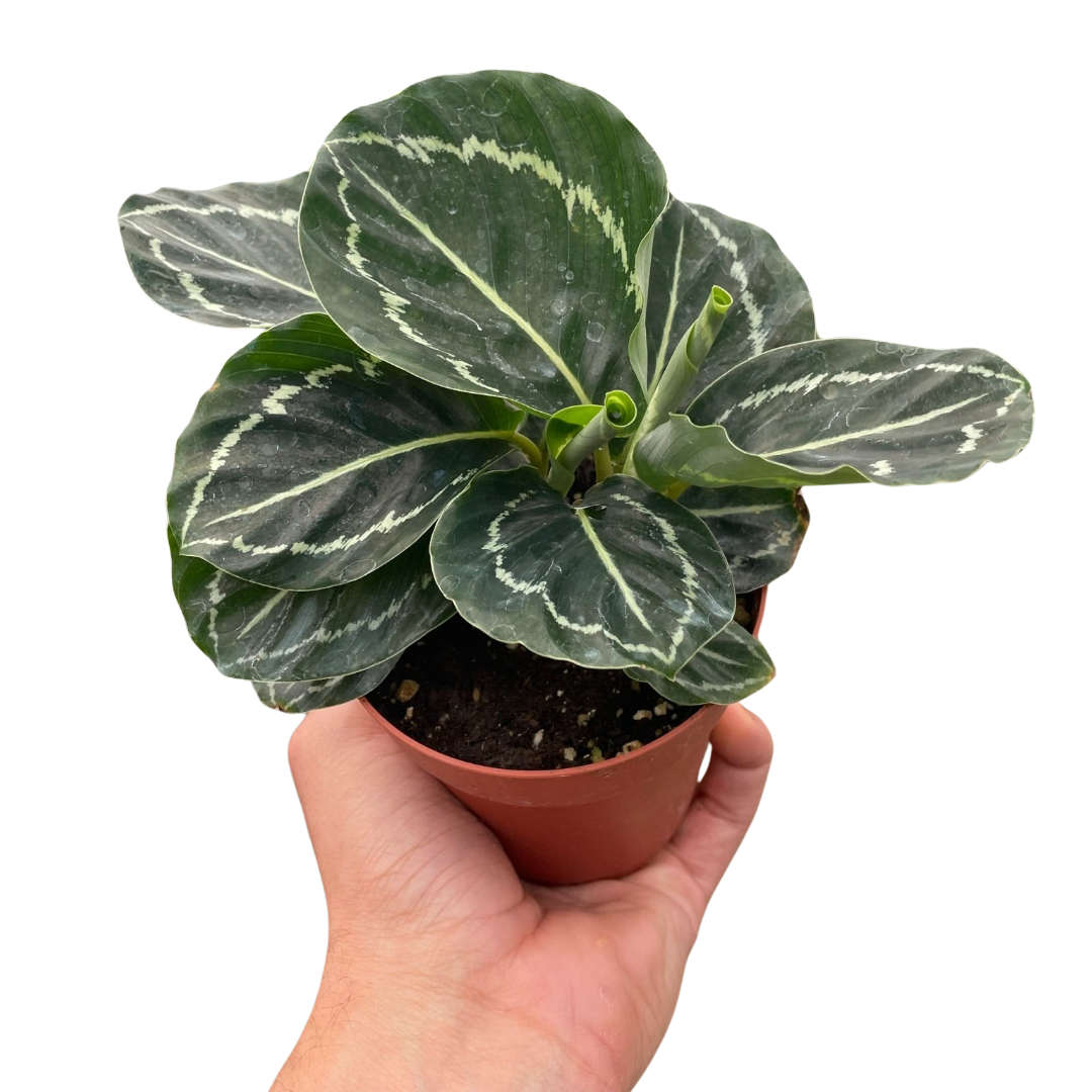 Calathea Green Goddess