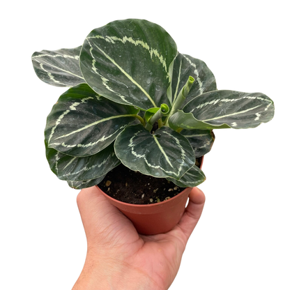 Calathea Green Goddess