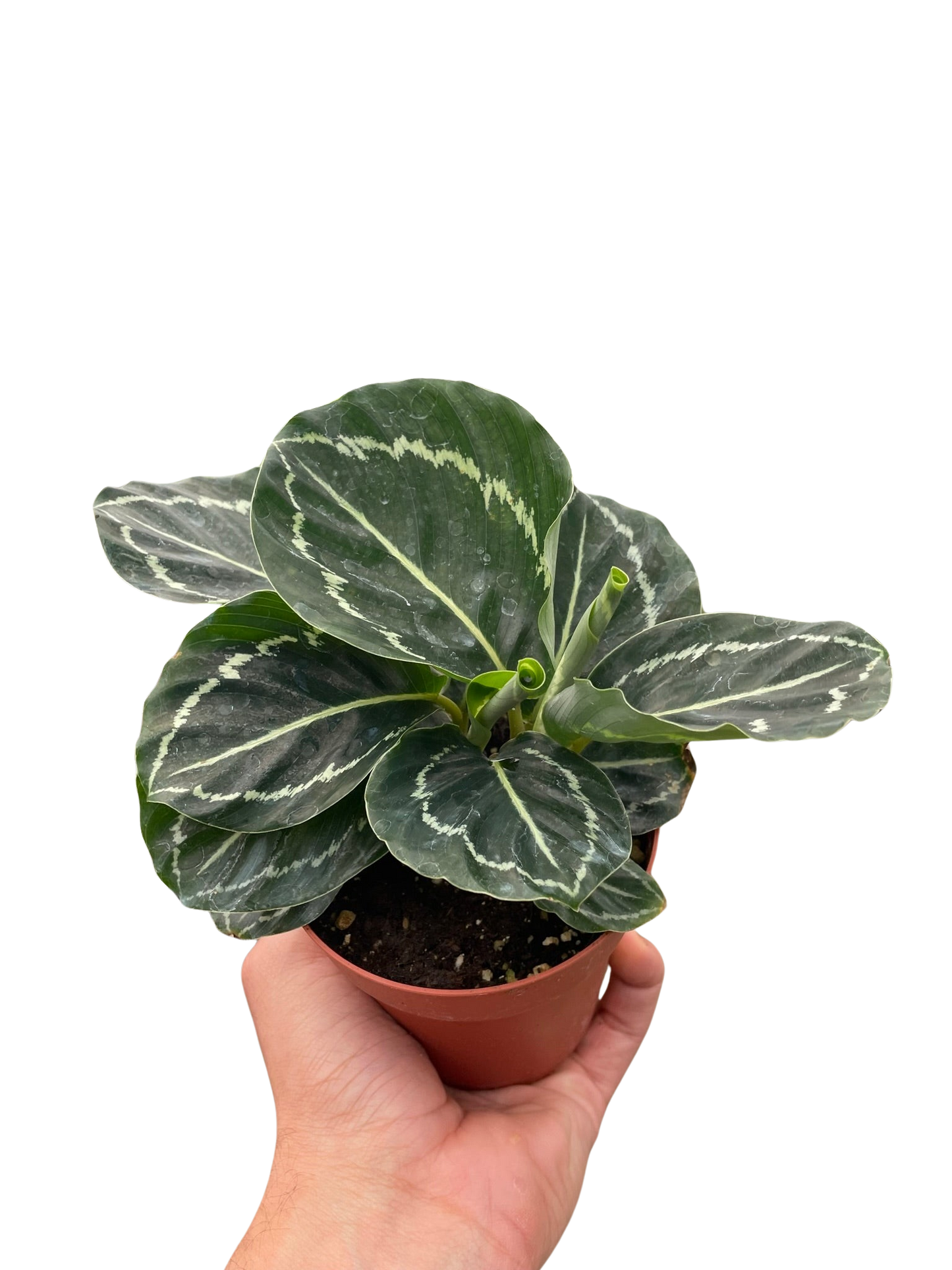 Calathea Green Goddess