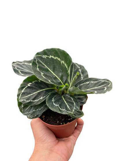 Calathea Green Goddess