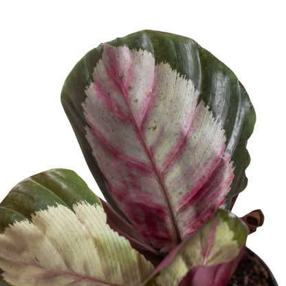 Calathea Roseopicta Silvia