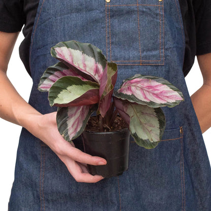 Calathea Roseopicta Silvia