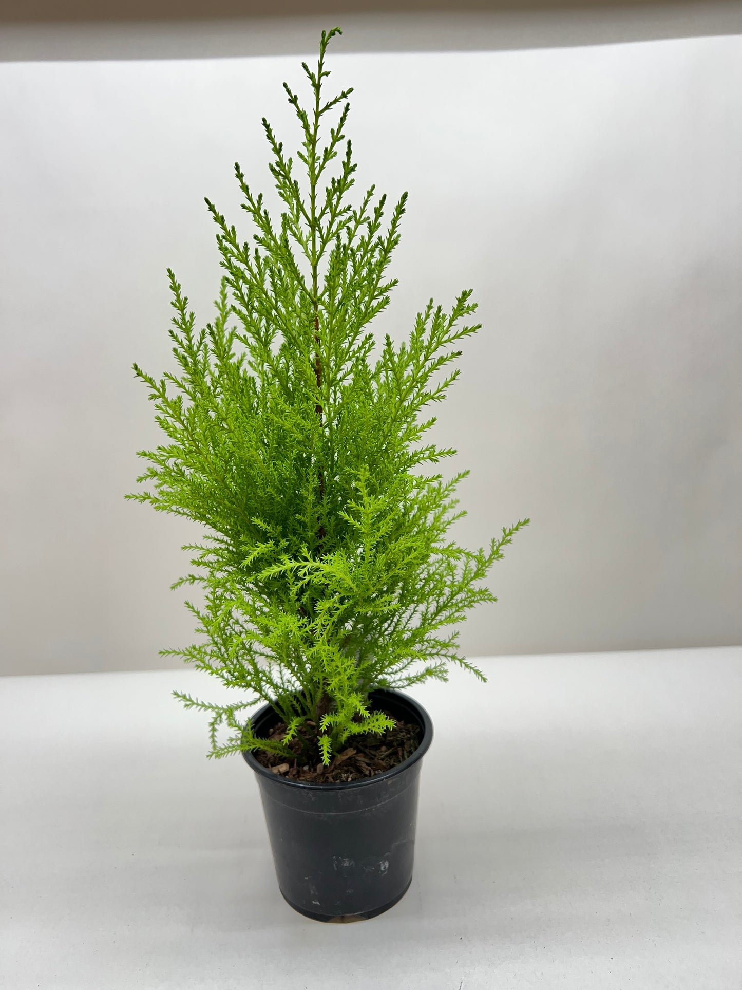 Cypress Lemon Tree Live Christmas House Plant