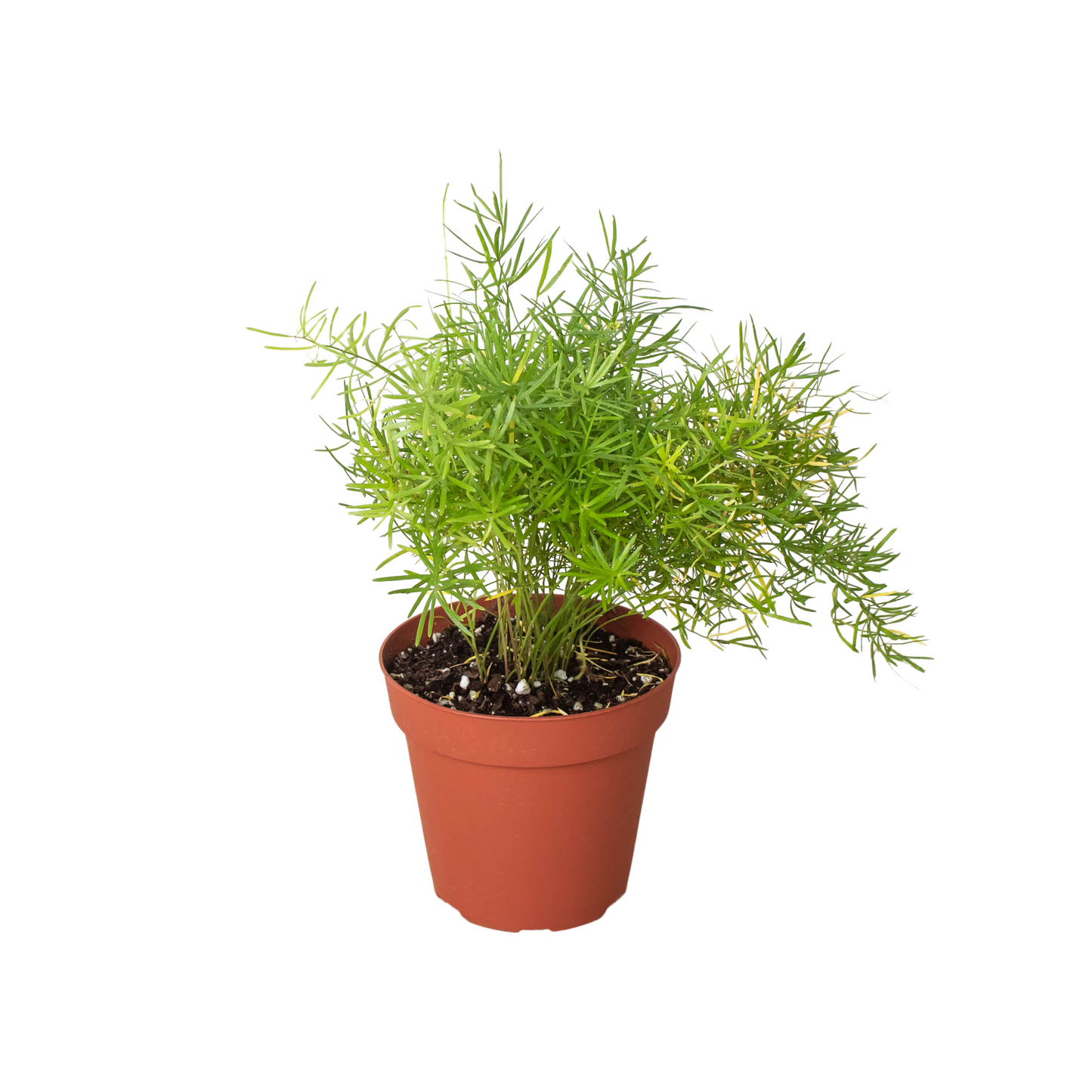 Asparagus Fern Plant Sprengeri Live House Plant