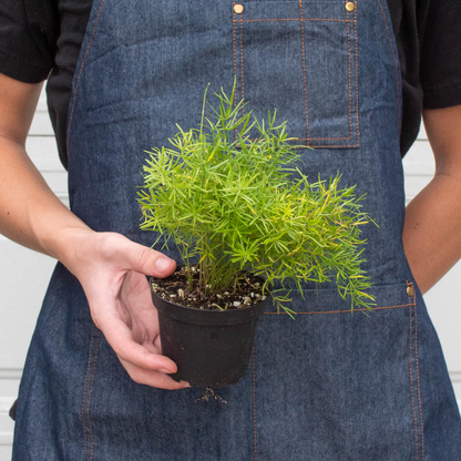 Asparagus Fern Plant Sprengeri Live House Plant