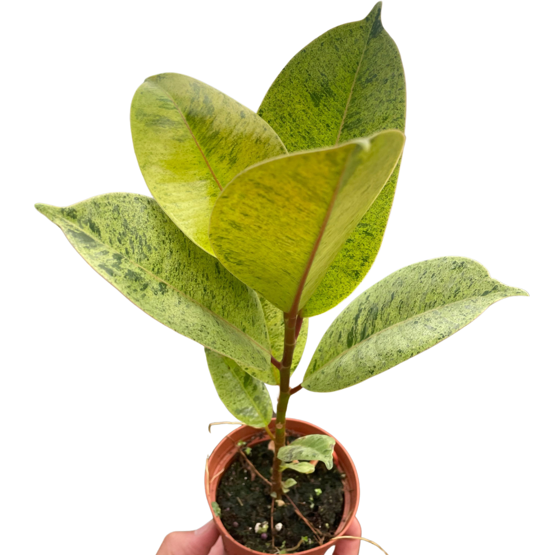 Ficus Shivereana Moonshine