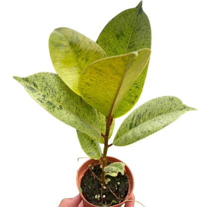 Ficus Shivereana Moonshine