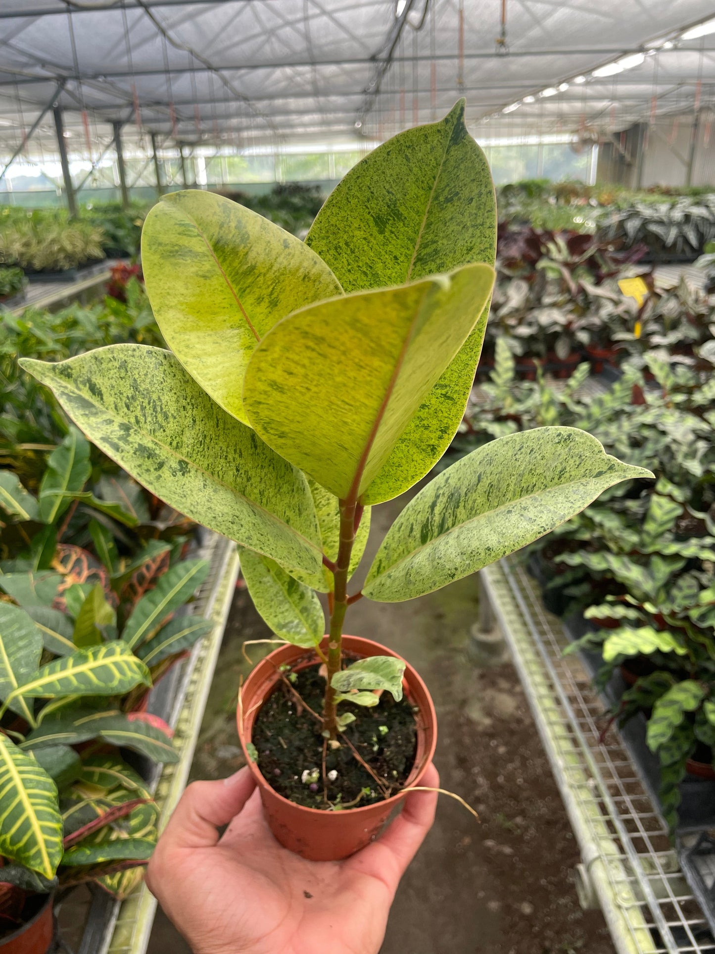 Ficus Shivereana Moonshine