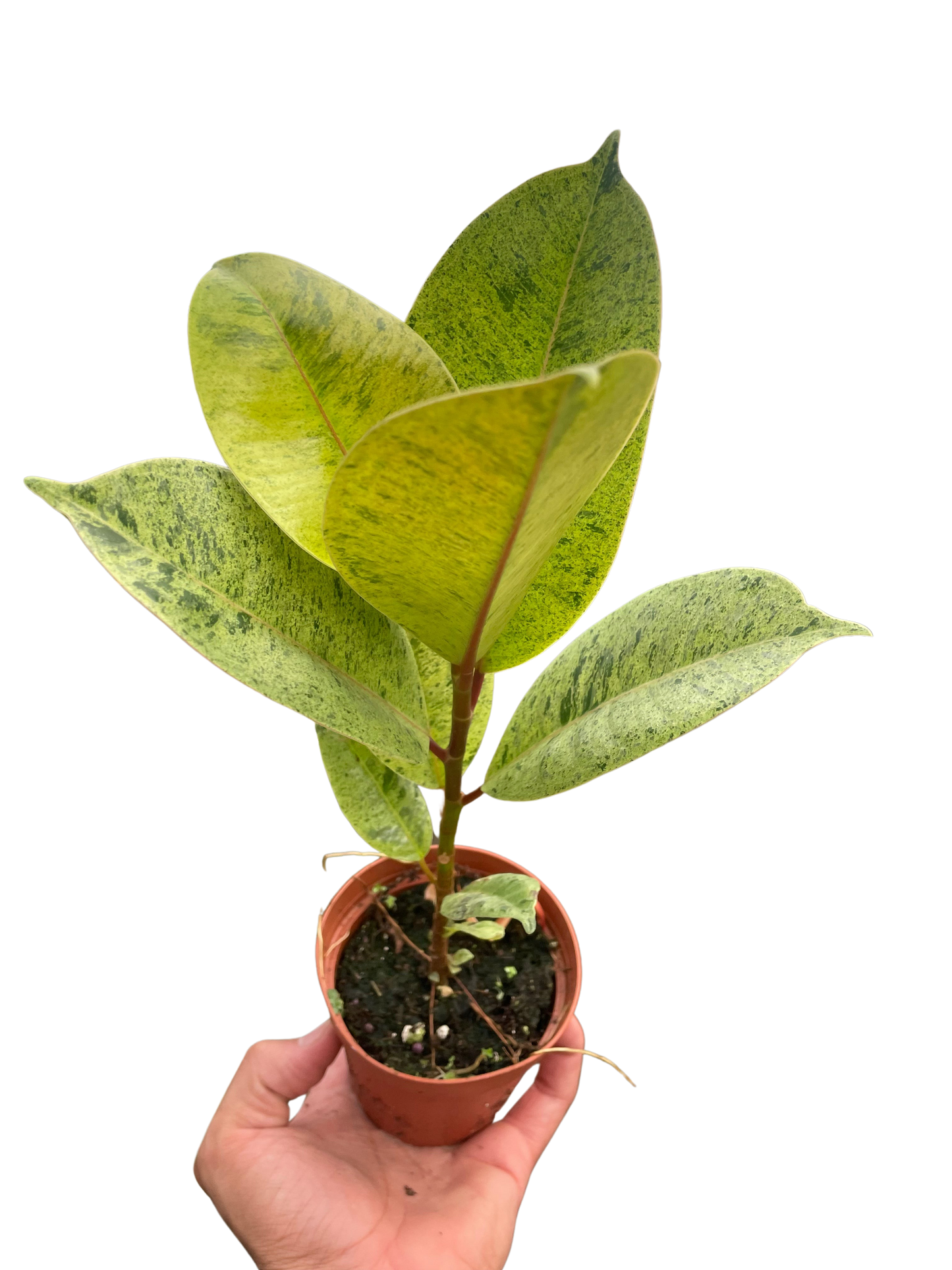 Ficus Shivereana Moonshine