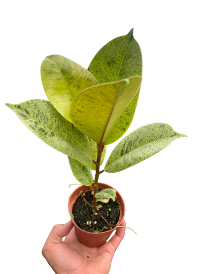 Ficus Shivereana Moonshine