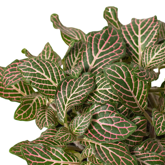 Fittonia Pink Nerve Plant Live House Plant Colorful Indoor Plant