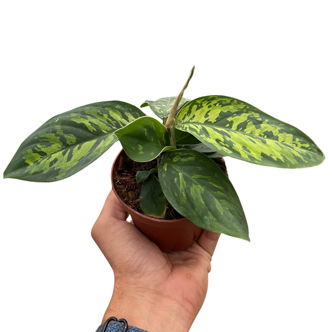 Homalomena Camouflage Plant Live Low Light House Plant Cool Indoor Plants Foliage Tropical Greenery