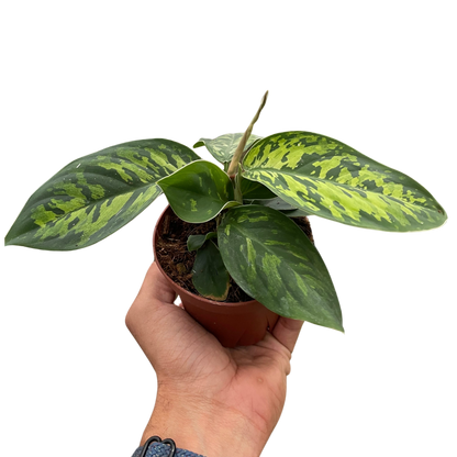 Homalomena Camouflage Plant Live Low Light House Plant Cool Indoor Plants Foliage Tropical Greenery