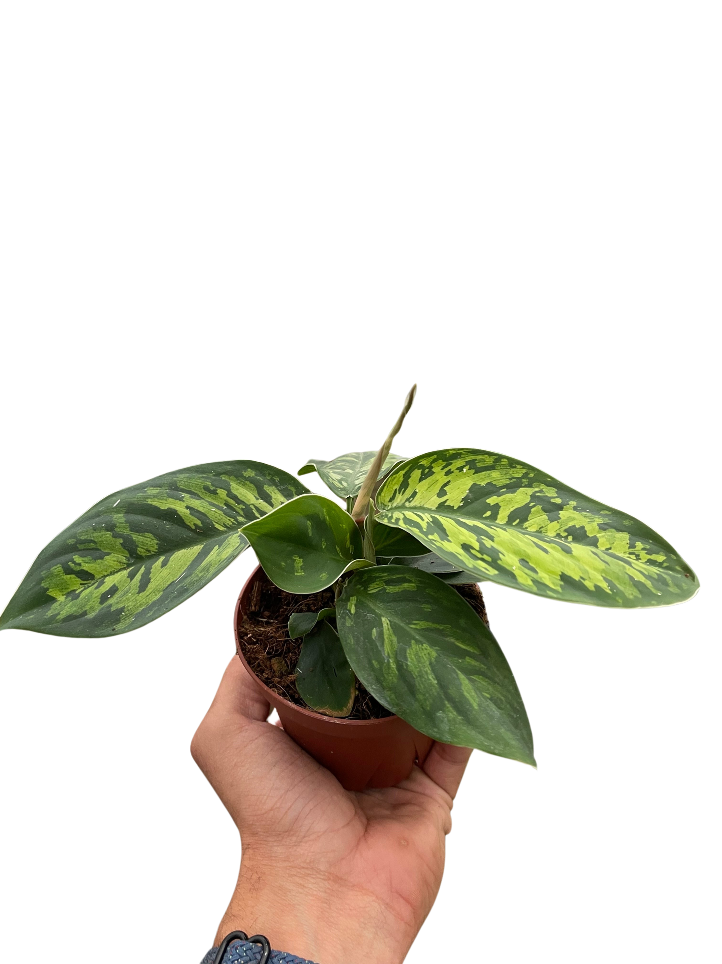 Homalomena Camouflage Plant Live Low Light House Plant Cool Indoor Plants Foliage Tropical Greenery